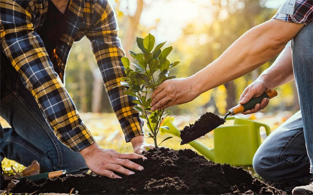 Abonos y fertilizantes: consigue que tus plantas crezcan en las mejores condiciones