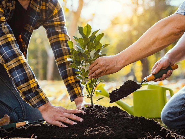 Abonos y fertilizantes: consigue que tus plantas crezcan en las mejores condiciones