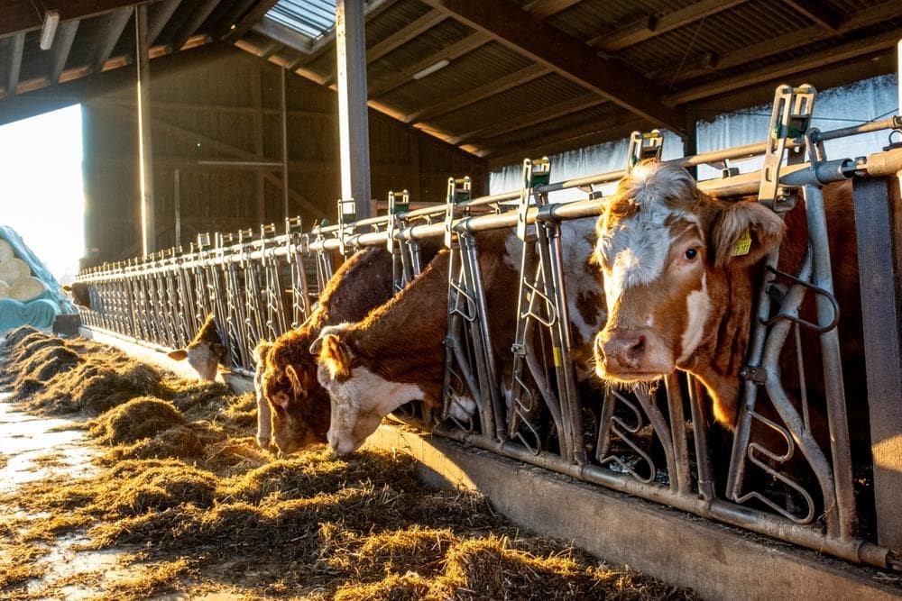 ¿Cómo influyen los piensos en la nutrición animal?