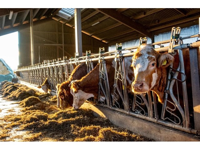 ¿Cómo influyen los piensos en la nutrición animal?