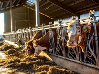 ¿Cómo influyen los piensos en la nutrición animal?