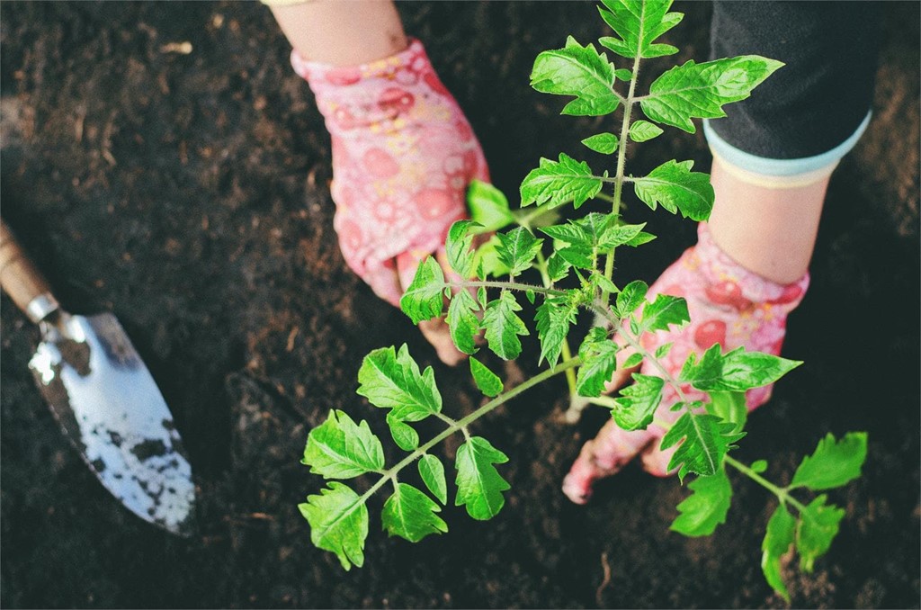 Cuidados para el jardín en otoño