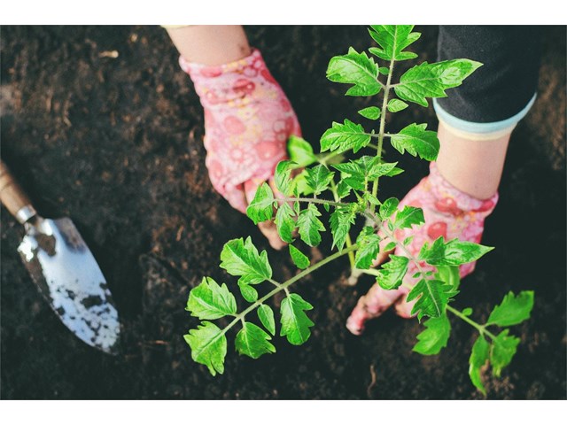 Cuidados para el jardín en otoño