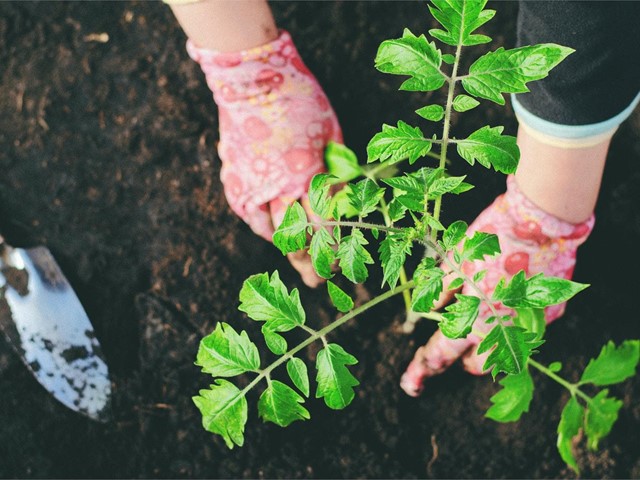 Cuidados para el jardín en otoño