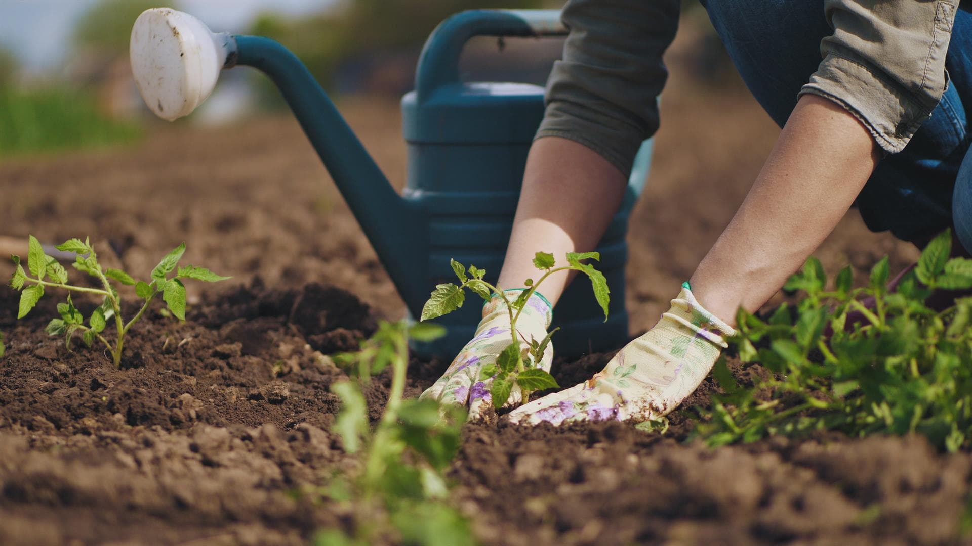 Tienda online de material y herramientas de jardinería