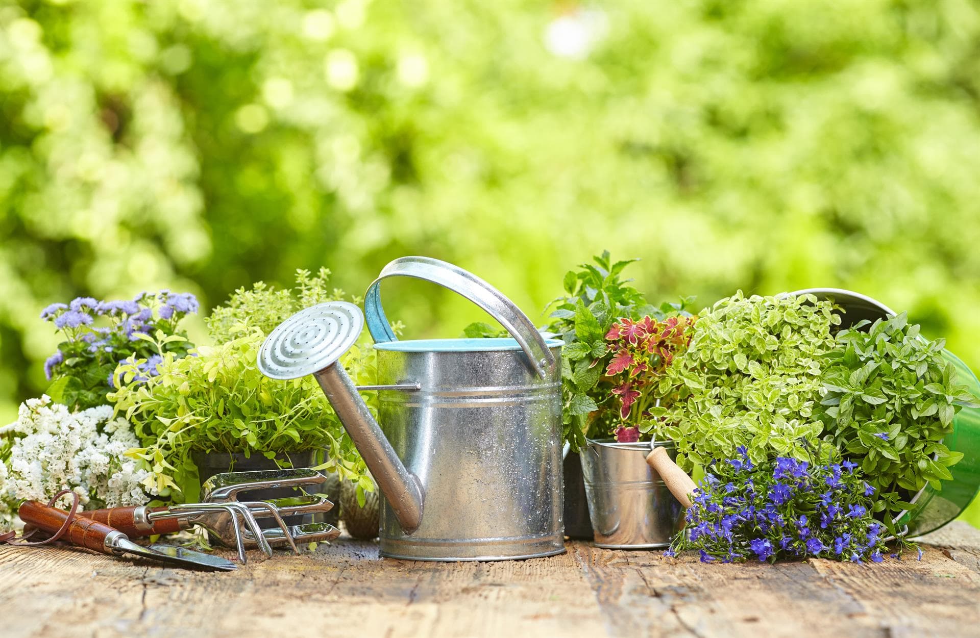Todo lo que necesitas para tu jardín está en nuestra tienda online de jardines