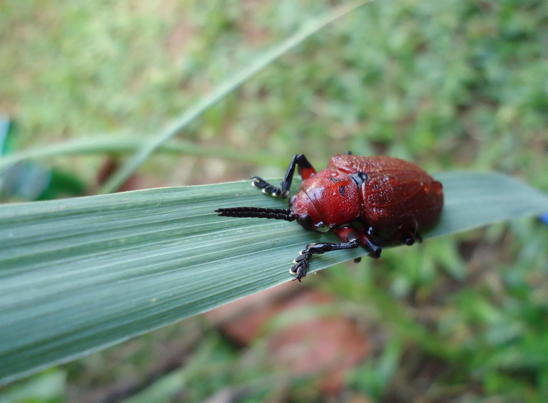 Despídete de las plagas con nuestros insecticidas y repelentes