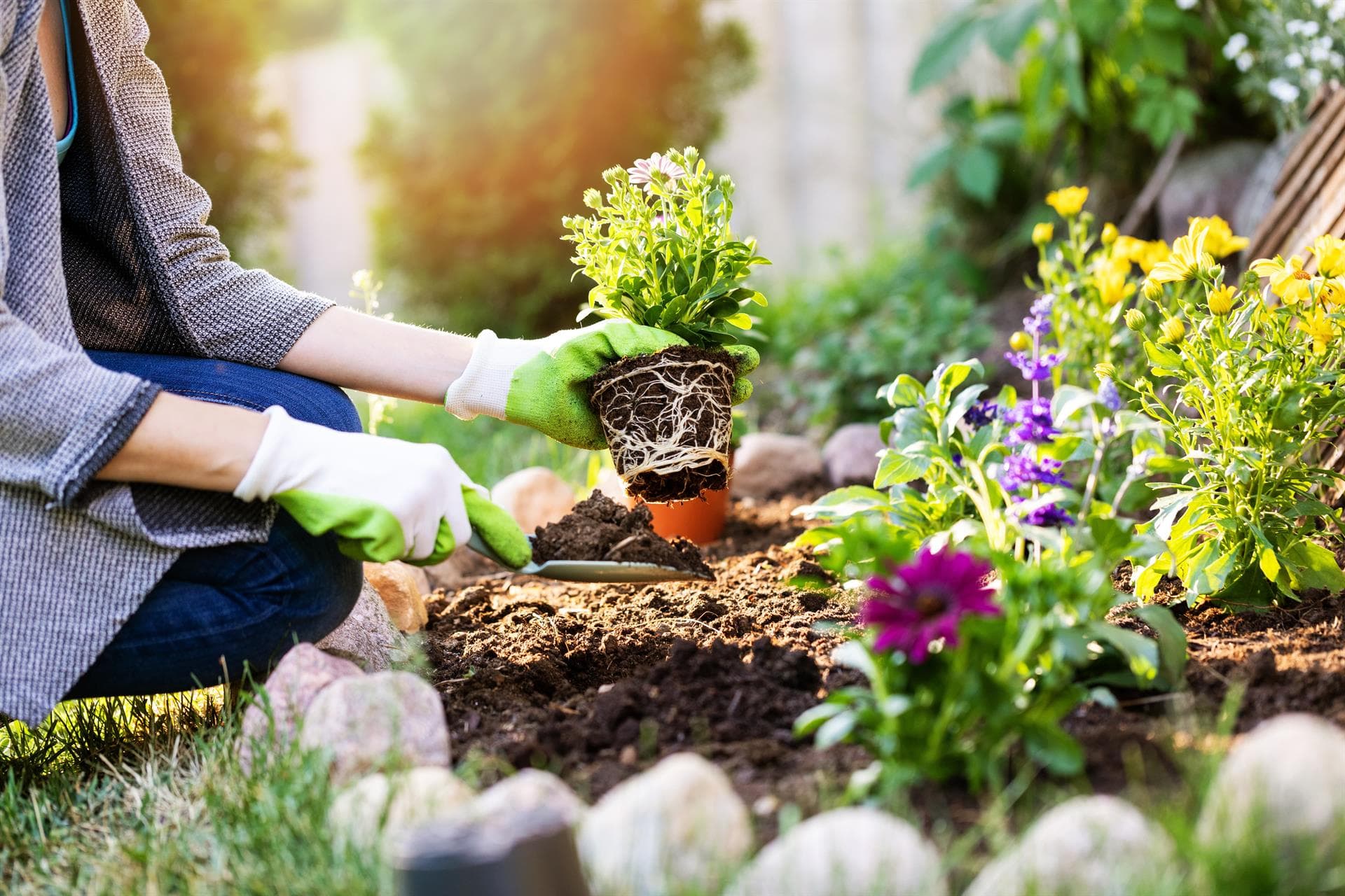  Gran variedad de plantas y semillas en nuestra tienda de jardinería online