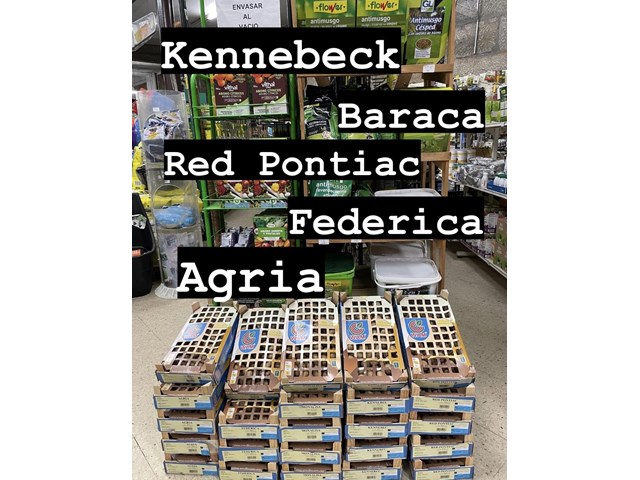 Patata siembra pregerminadas variedades a escoger, caja 100 uds