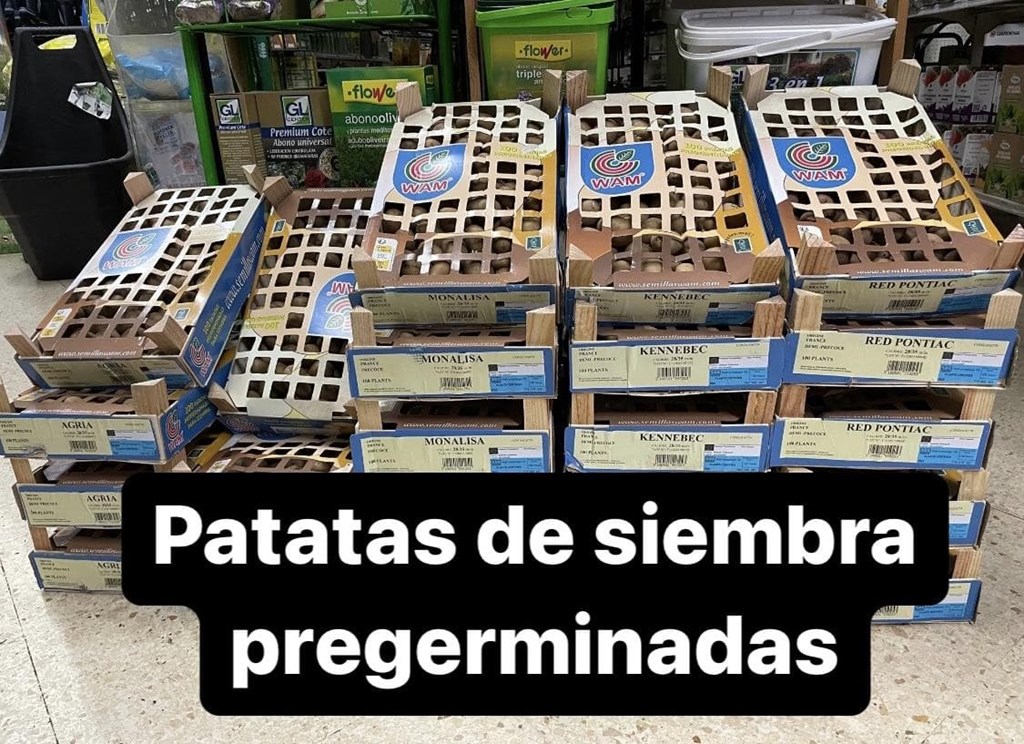Foto 2 Patata siembra pregerminadas variedades a escoger, caja 100 uds