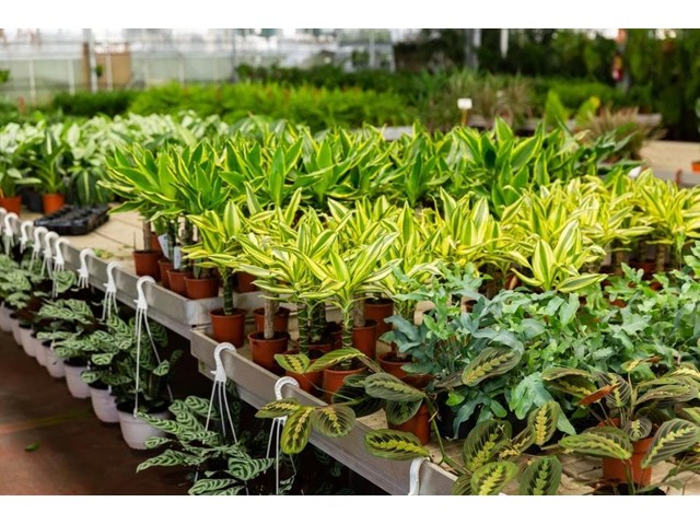 Plantas adecuadas según el clima: ¡te ayudamos a crear tu jardín perfecto!