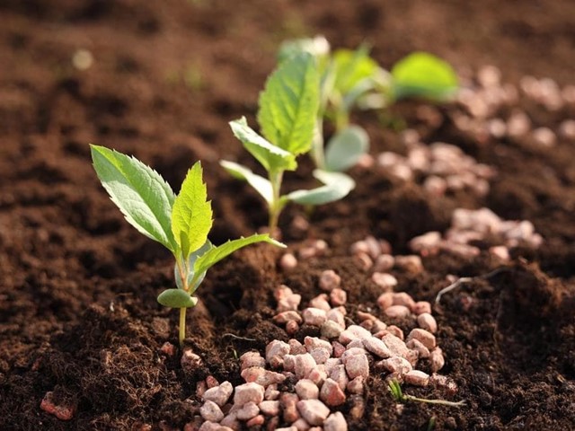 ¿Qué abono es el perfecto para tu plantación?