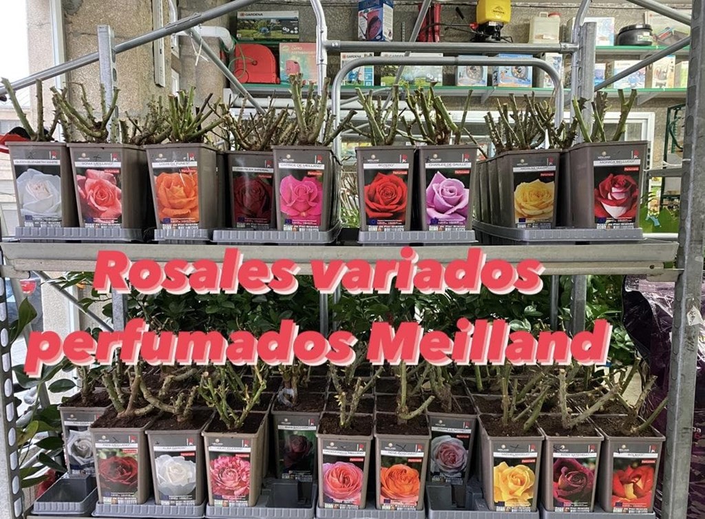 Foto 1 Rosal Meilland variados perfumados