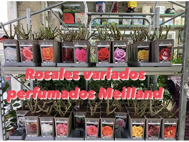 Rosal Meilland variados perfumados