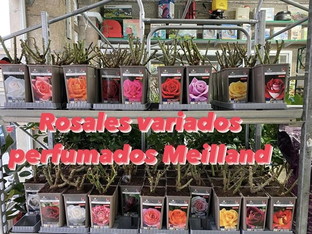 Rosal Meilland variados perfumados