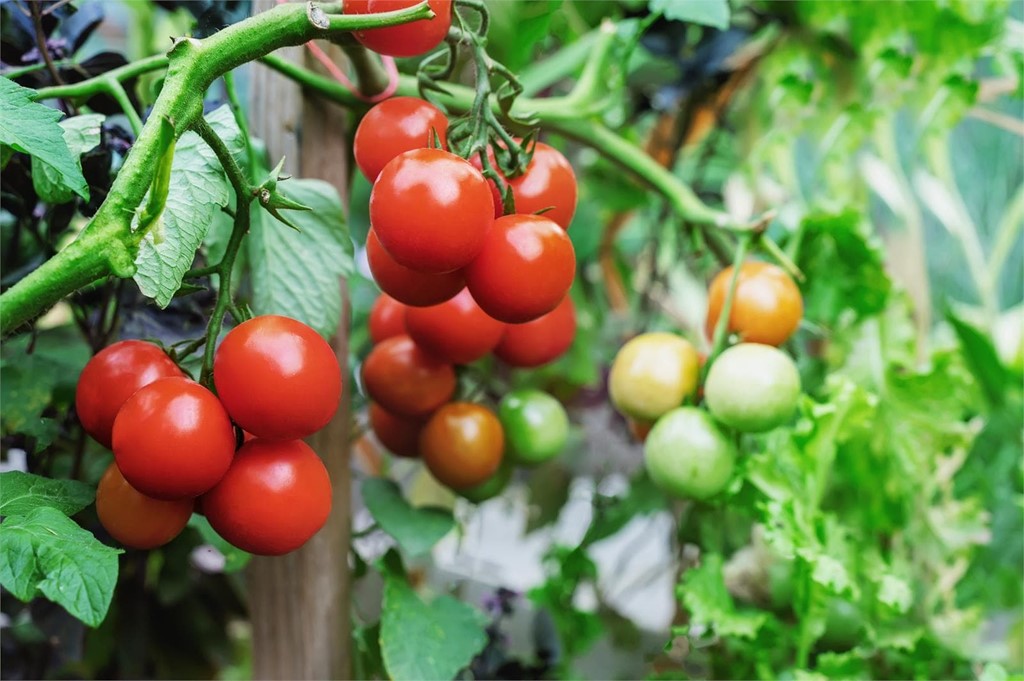 Temporada de tomates: ¿qué tener en cuenta en su plantación?