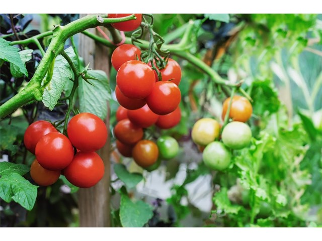 Temporada de tomates: ¿qué tener en cuenta en su plantación?