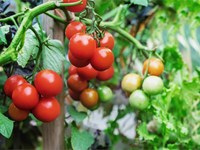 Temporada de tomates: ¿qué tener en cuenta en su plantación?