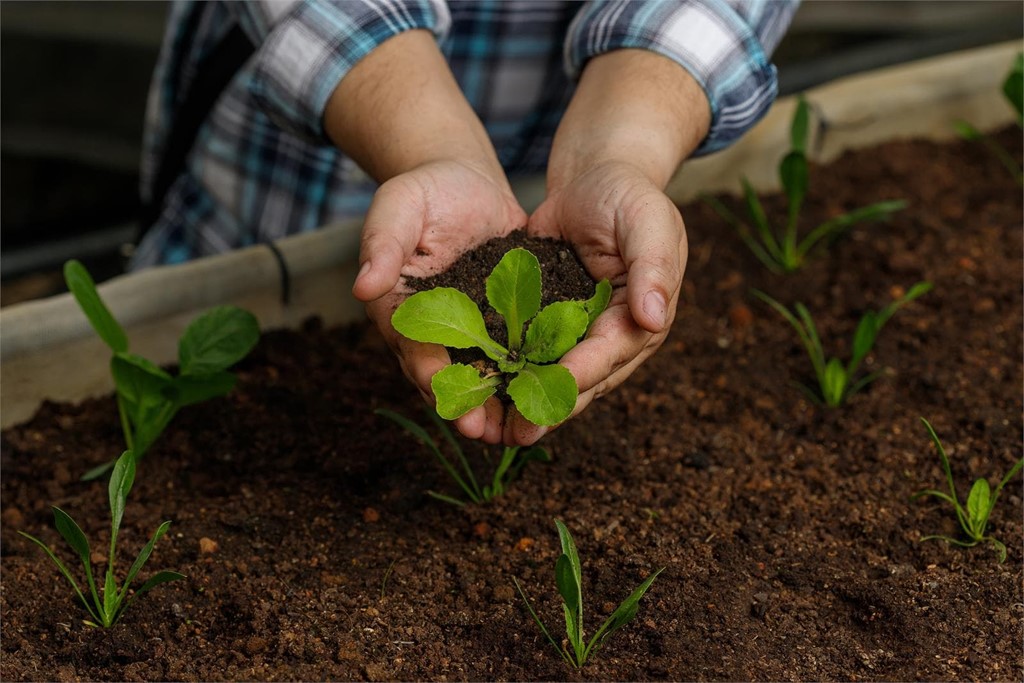 Ventajas de los fertilizantes ecológicos