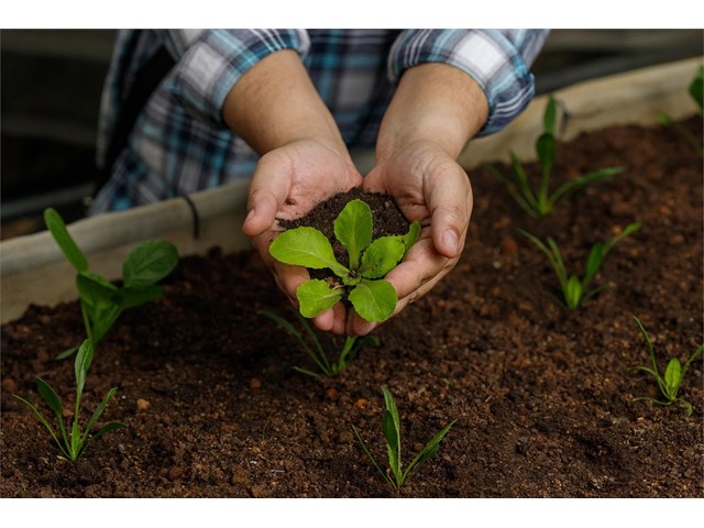 Ventajas de los fertilizantes ecológicos