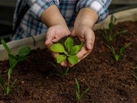 Ventajas de los fertilizantes ecológicos